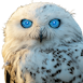 OwlAI AI Assistant